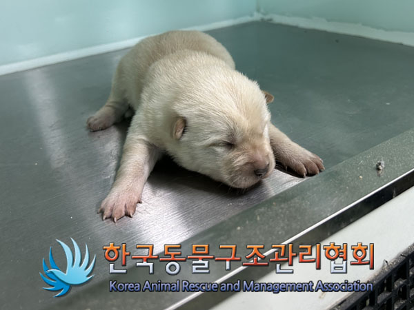 한국동물구조관리협회_441409202302109